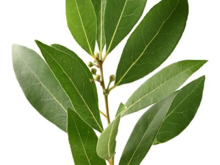 Bay Leaf (Whole) For Discount